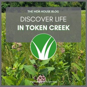 Discover Live in Token Creek